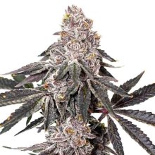 (Bild für) Berry Crusher Feminised Seeds