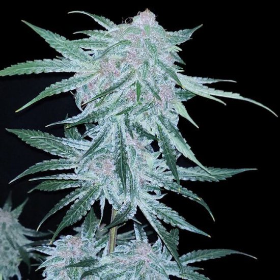 (Bild für) Midnight Bessie Auto Feminised Seeds