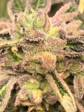 (Bild für) Apple Fritter S1 Feminised Seeds