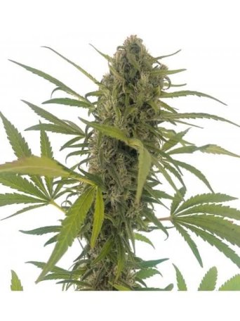 (Bild für) Gorilla Snow Ultra CBD Feminised Seeds