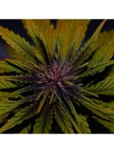 (Bild für) Dark Rose CBD Auto Feminised Seeds