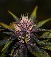 (Bild für) Purplediol CBD Auto Feminised Seeds