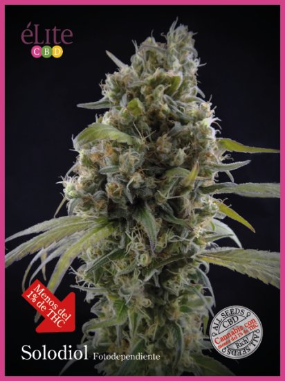 (Bild für) Solodiol Classic CBD Feminised Seeds