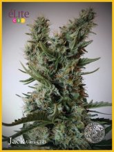 (Bild für) Jack Ultra CBD Feminised Seeds