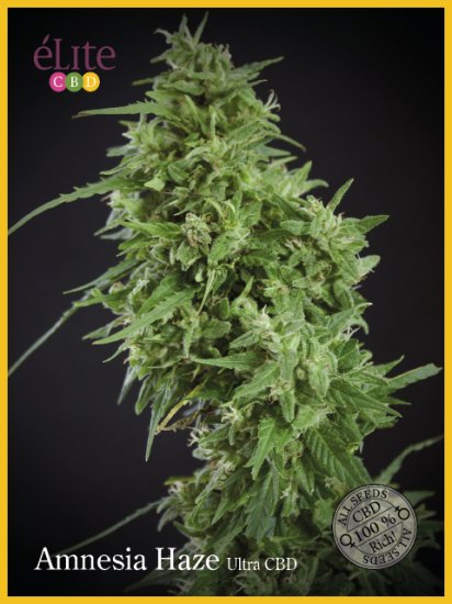 (Bild für) Amnesia Haze Ultra CBD Feminised Seeds