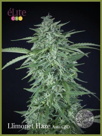 (Bild für) Llimonet Haze CBD Auto Feminised Seeds