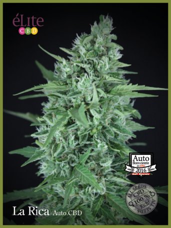 (Bild für) La Rica CBD Auto Feminised Seeds