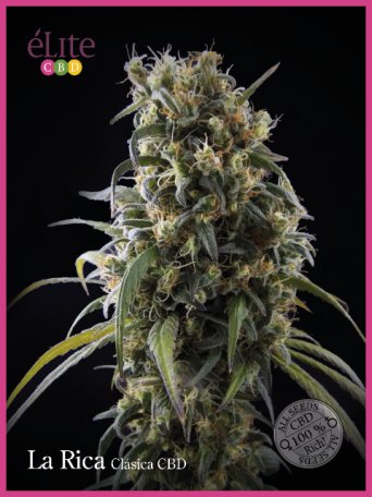 (Bild für) La Rica Classic CBD Feminised Seeds