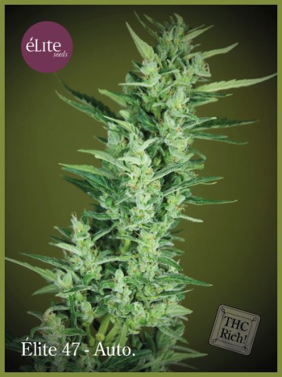 (Bild für) Elite 47 Auto Feminised Seeds