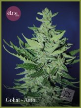 (Bild für) Goliath Auto Feminised Seeds