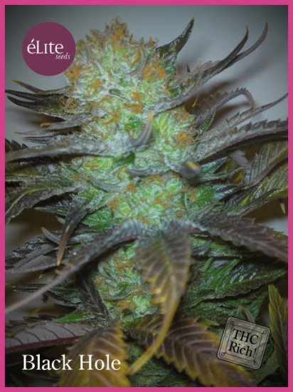 (Bild für) Black Hole Feminised Seeds