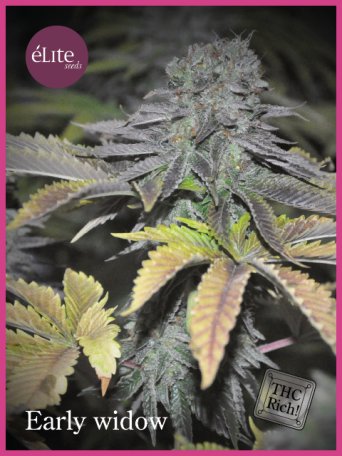 (Bild für) Early Widow Feminised Seeds