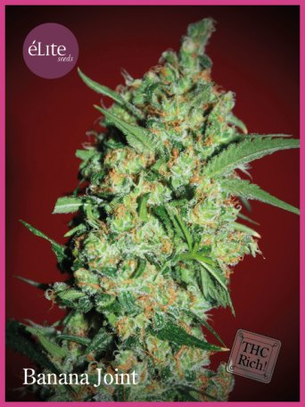 (Bild für) Banana Joint Feminised Seeds