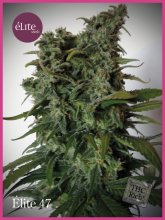 (Bild für) Elite 47 Feminised Seeds