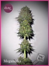 (Bild für) Meganuska Feminised Seeds