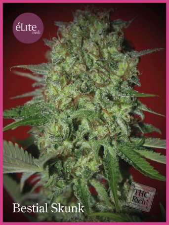 (Bild für) Bestial Skunk Feminised Seeds