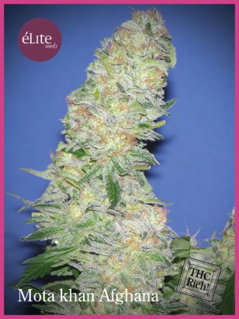 (Bild für) Mota Khan Afghani Feminised Seeds