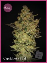 (Bild für) Caprichosa Thai Feminised Seeds