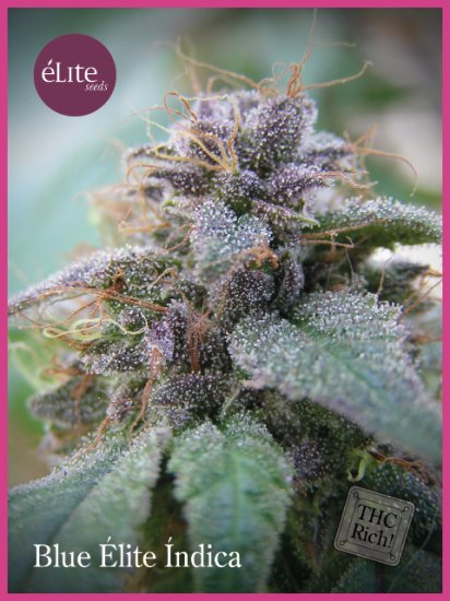 (Bild für) Blue Elite Indica Feminised Seeds