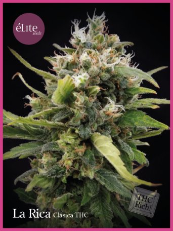 (Bild für) La Rica Classic THC Feminised Seeds