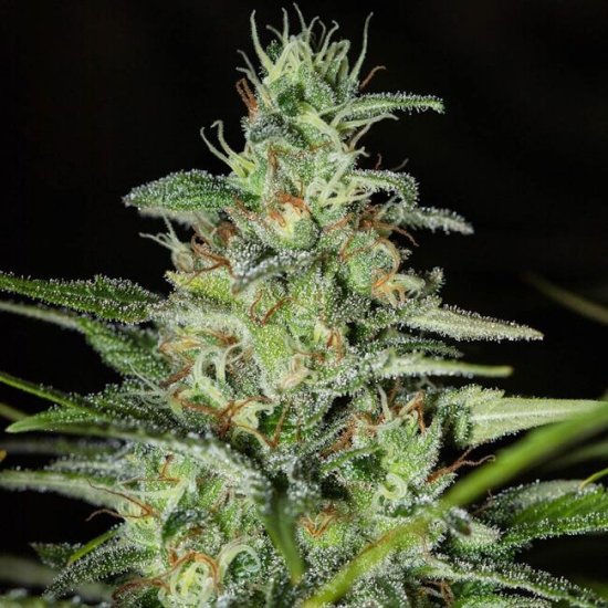 (Bild für) Monster CBD Feminised Seeds