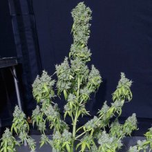 (Bild für) Magic Tree Auto Feminised Seeds