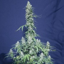 (Bild für) Super Watermelon Auto Feminised Seeds