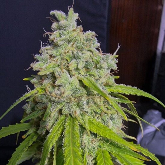 (Bild für) Orange Kush Auto Feminised Seeds