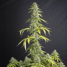 (Bild für) OId Toby Feminised Seeds