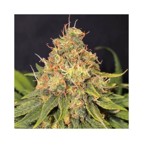 (Bild für) Only CBD Feminised Seeds