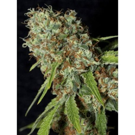 (Bild für) Jamaican Dream CBD Feminised Seeds