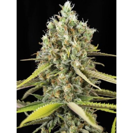 (Bild für) Lemon King Feminised Seeds