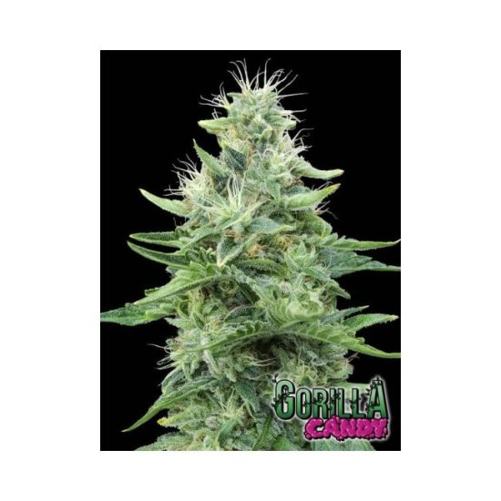 (Bild für) Gorilla Candy Feminised Seeds