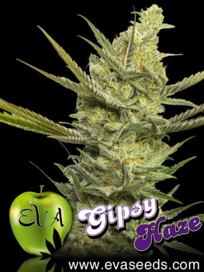 (Bild für) Gipsy Haze Feminised Seeds