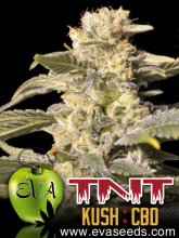 (Bild für) TNT Kush CBD Feminised Seeds