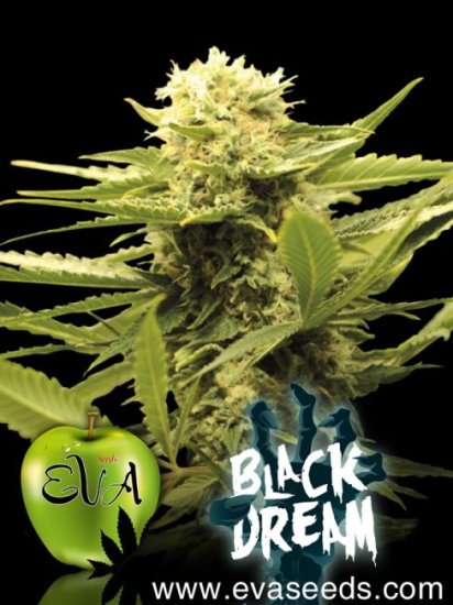 (Bild für) Black Dream Feminised Seeds