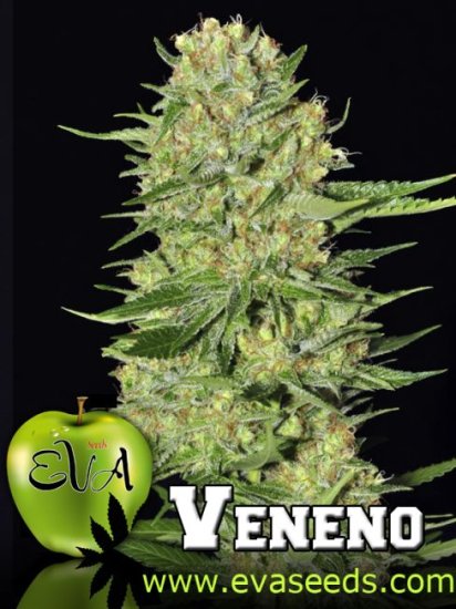 (Bild für) Veneno Feminised Seeds