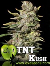 (Bild für) TNT Kush Feminised Seeds