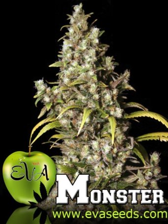 (Bild für) Monster Feminised Seeds