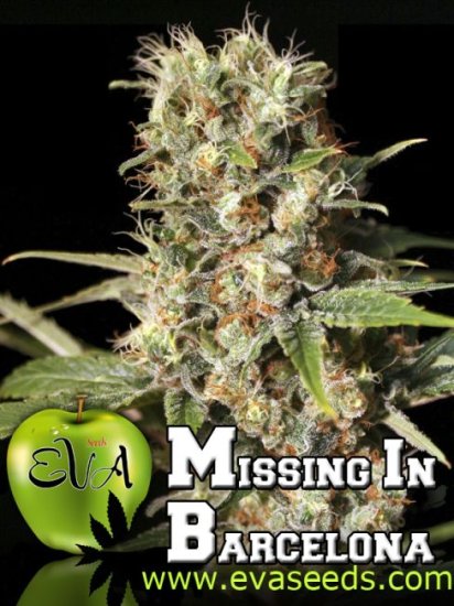 (Bild für) Missing in Barcelona (M.I.B.) Feminised Seeds