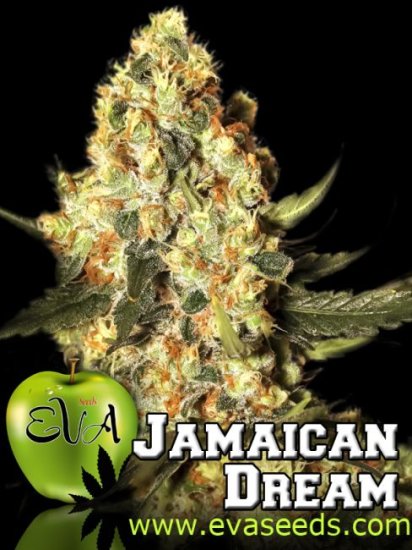 (Bild für) Jamaican Dream Feminised Seeds