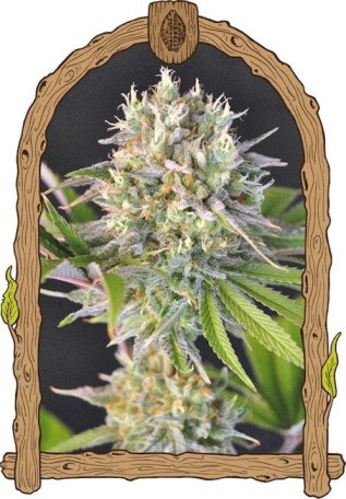 (Bild für) Malawi White Truffle Feminised Seeds