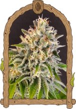 (Bild für) Exotic Biscotti Feminised Seeds