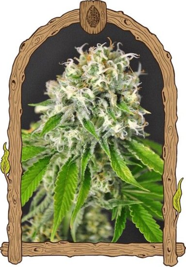 (Bild für) Exotic Runtz Feminised Seeds