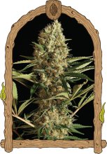 (Bild für) Strawberry Cube Auto Feminised Seeds