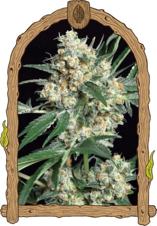 (Bild für) Honey Mints Feminised Seeds