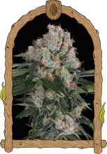 (Bild für) Artic Flurry Feminised Seeds