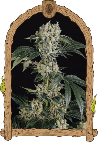 (Bild für) Sugar Larry Feminised Seeds