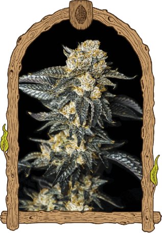 (Bild für) Zkittaberry Auto Feminised Seeds