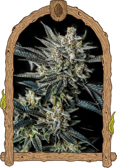 (Bild für) Jelly Bananas Auto Feminised Seeds